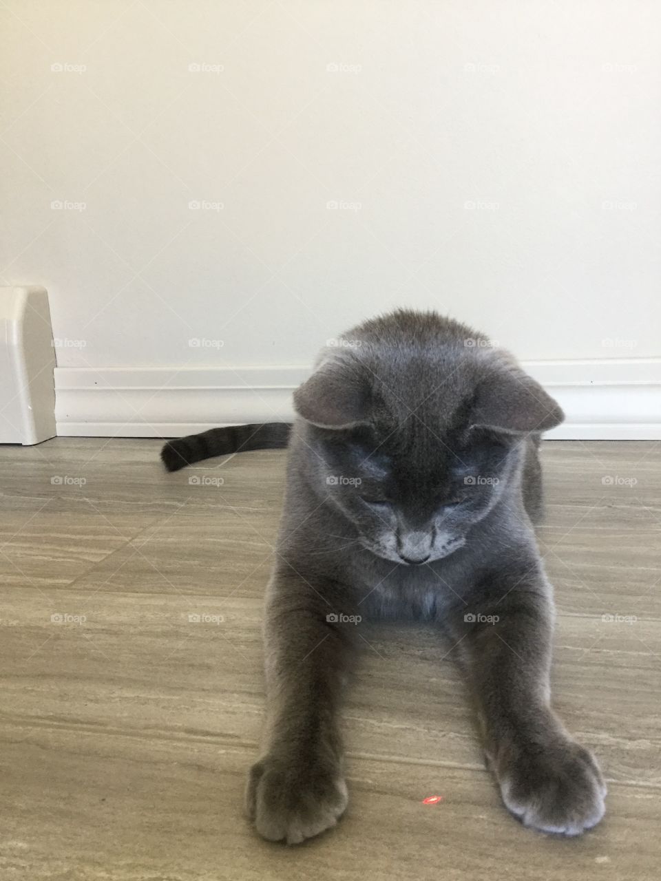 Cat staring at laser dot in between paws