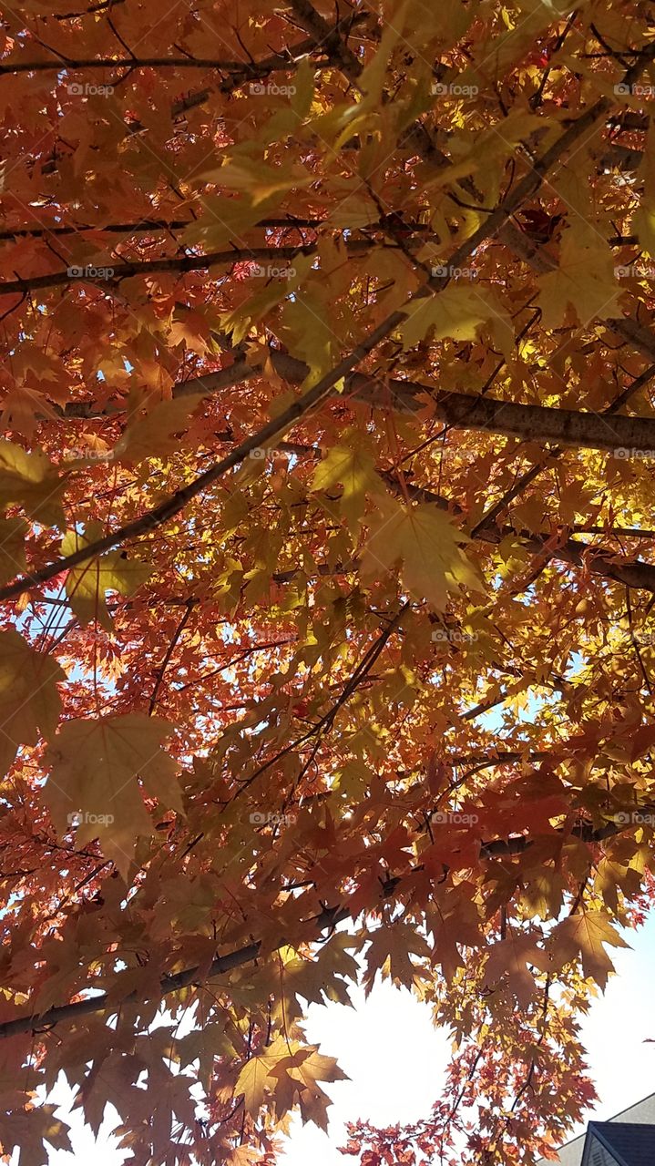 Fall afternoon colors