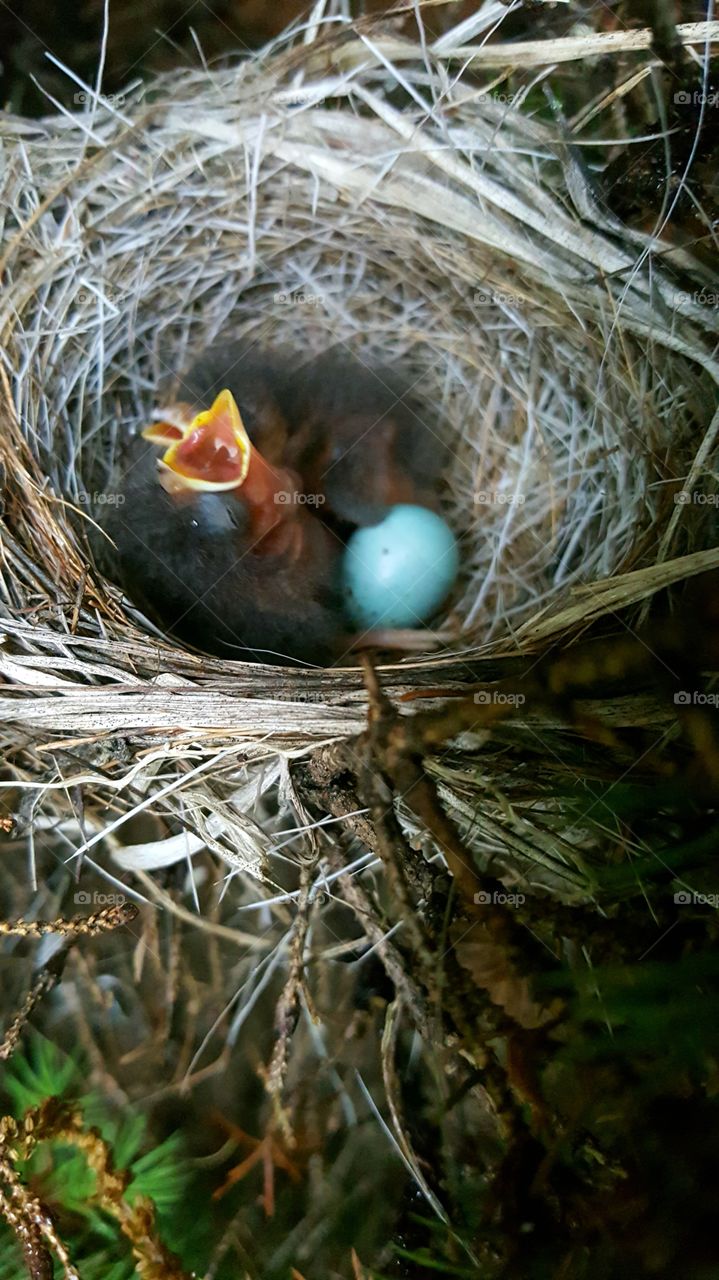 Pine  Siskin baby birds.. First da!