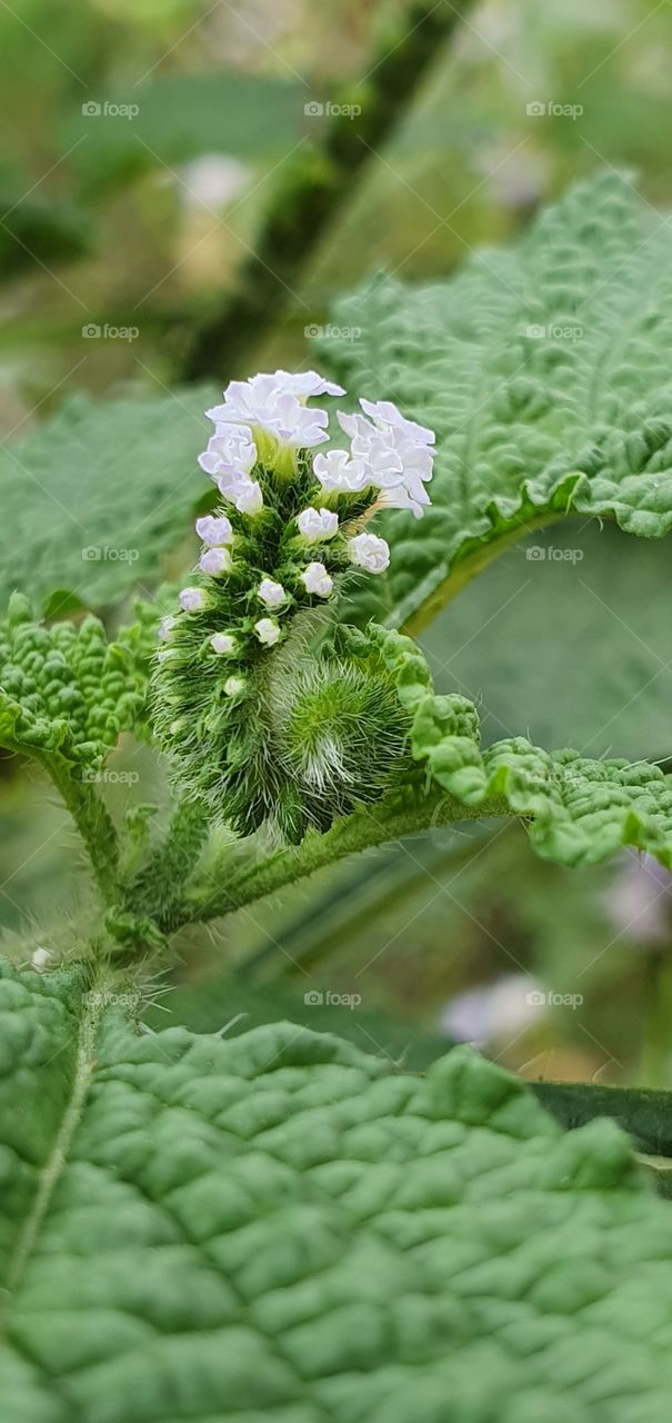 beautiful wild flowers