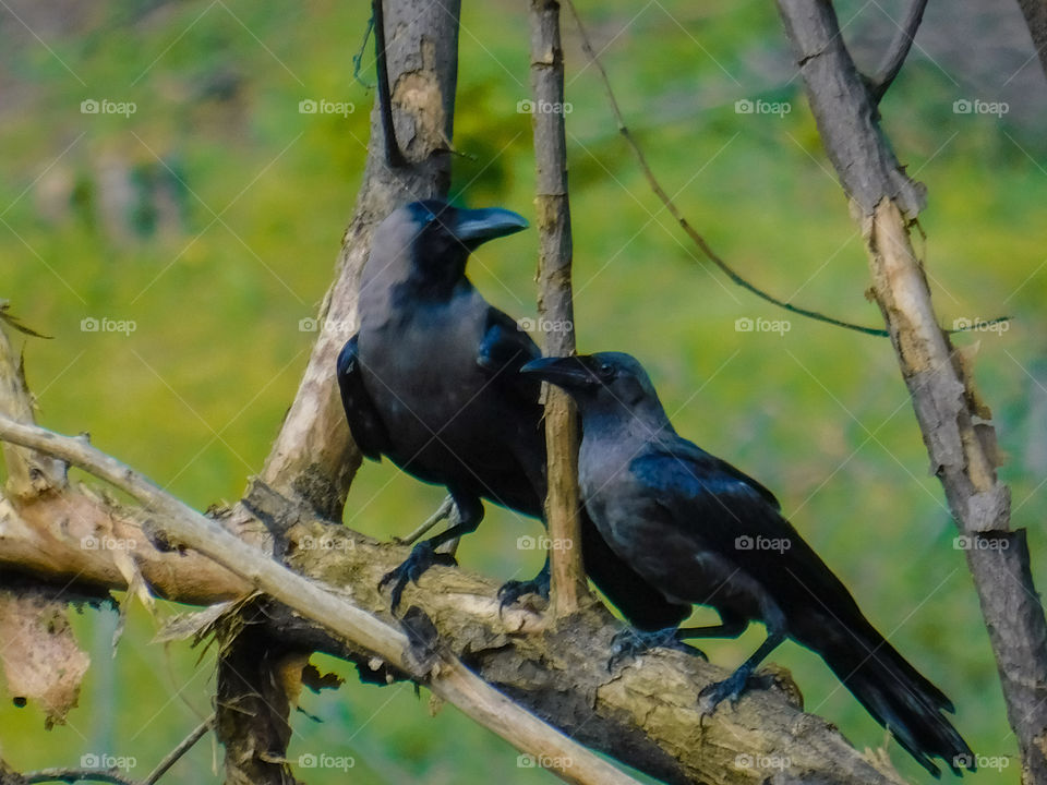Bird photography, This photograph contains lovely couple of crow sitting on the top of tree branch having green coloured blurry background.