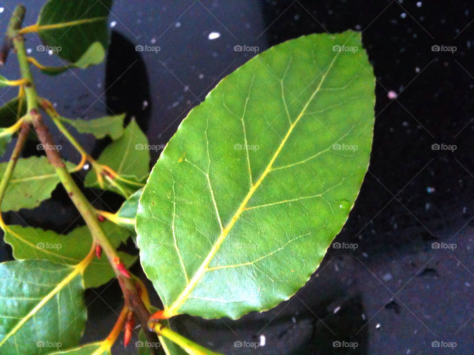 plants leaves leaf waters by sparklybangle