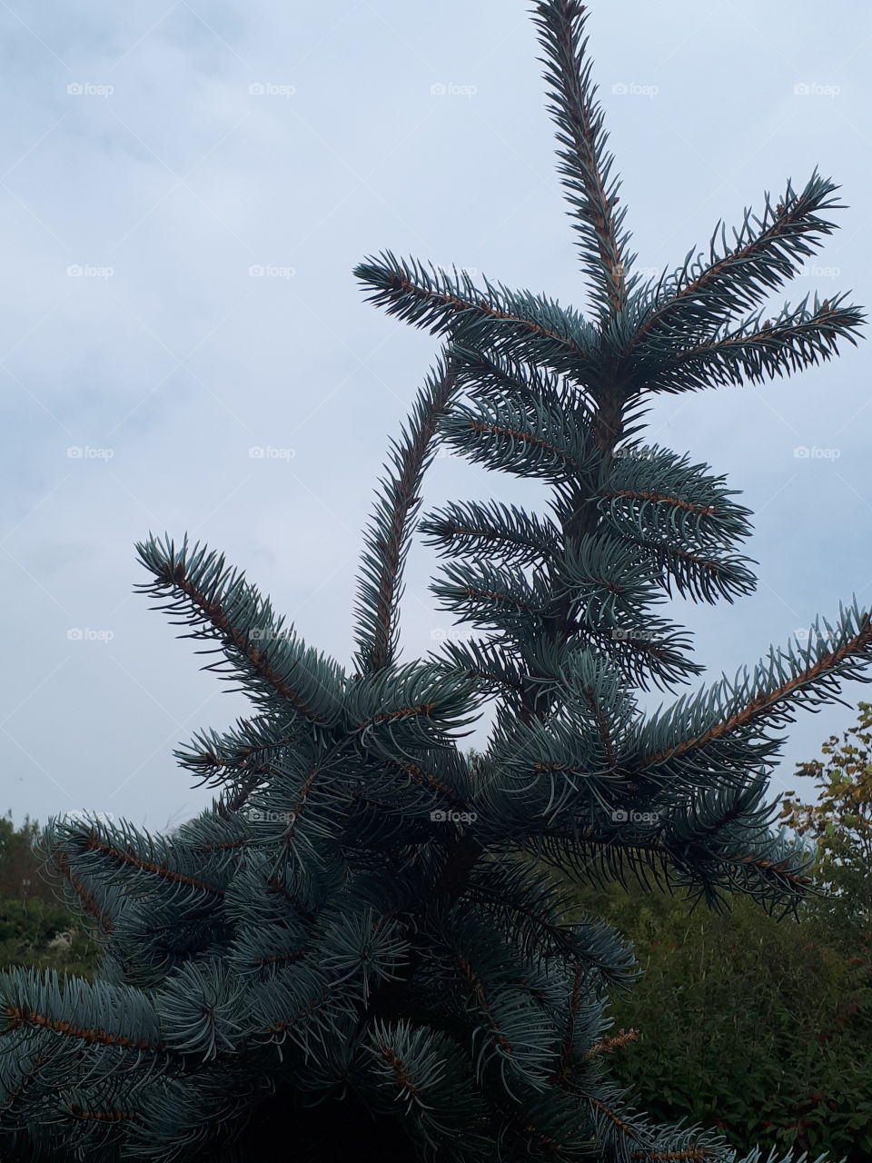 Tree, Winter, Pine, Christmas, No Person