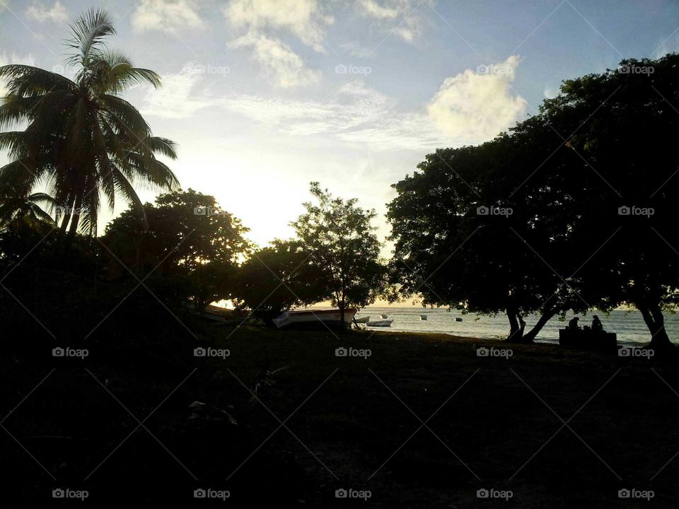 Sunset Tree. Sunset in Mauritius.