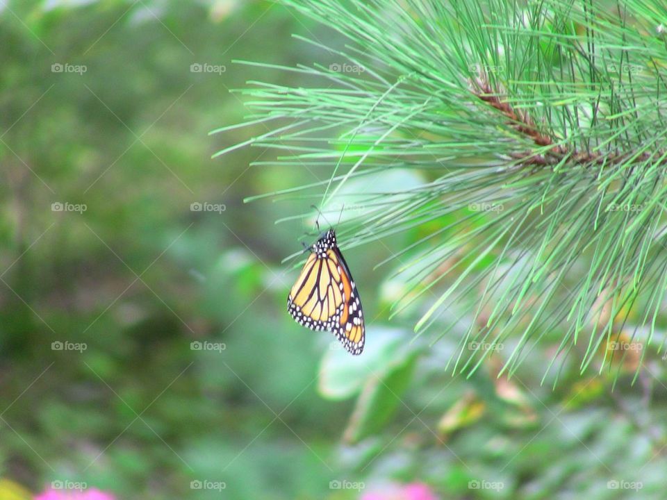GeeGee Butterfly