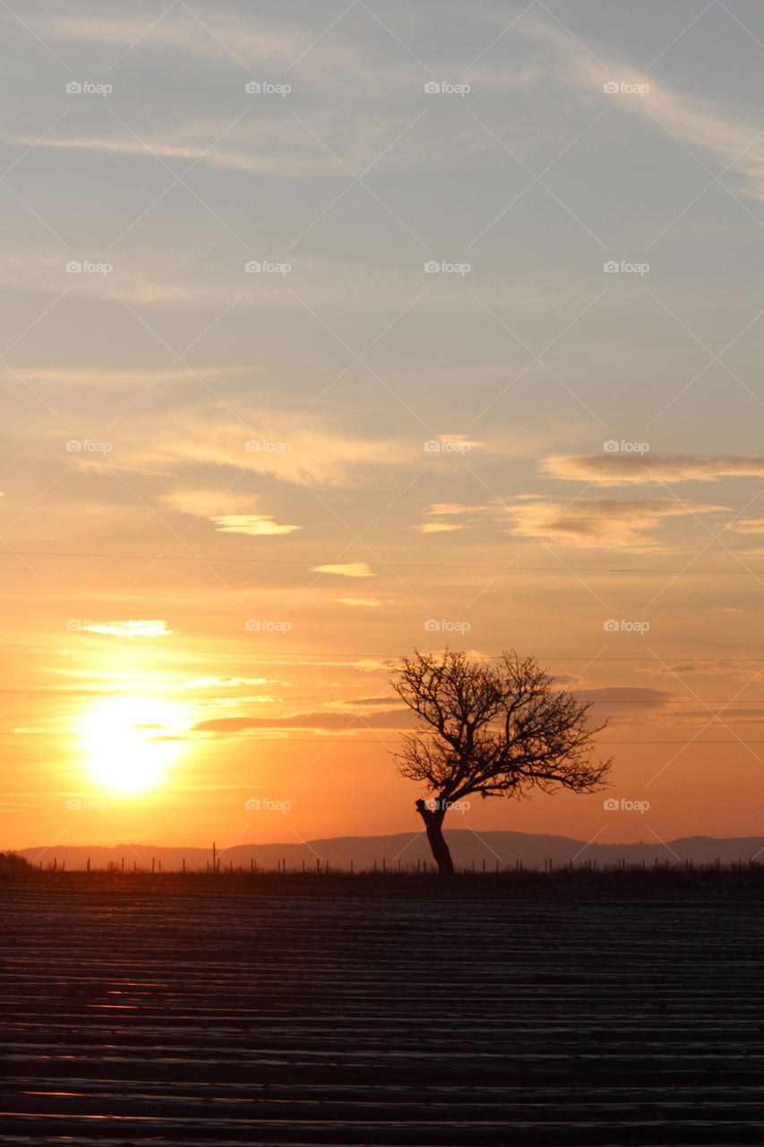 Lone tree & sunset 
