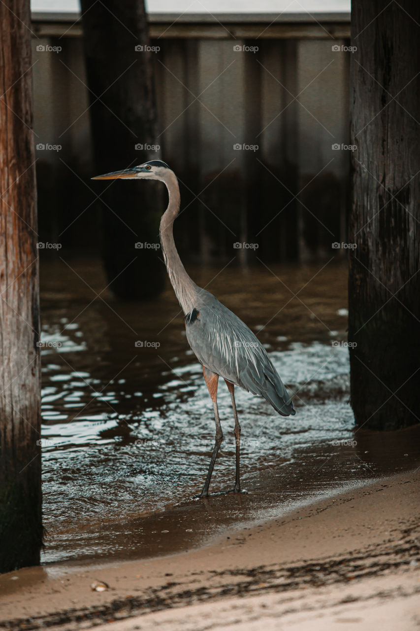 Heron under pier