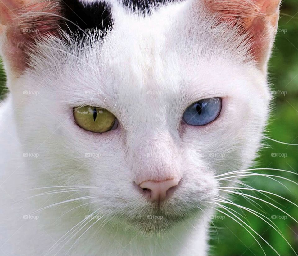 eyes of an ambiguous colour