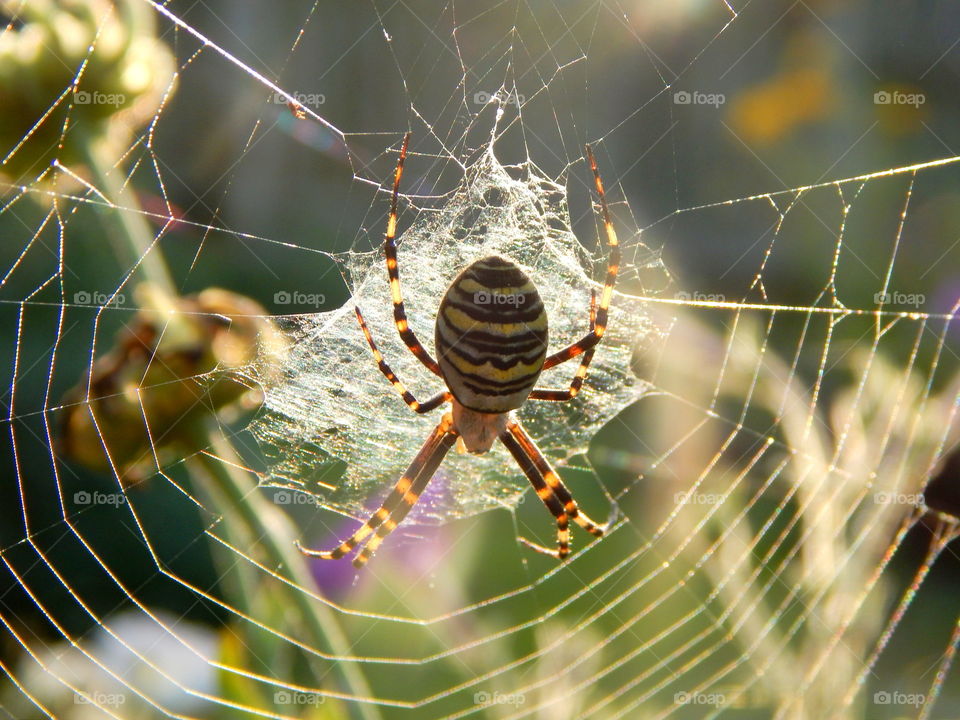 Wasp spider sitting on the web