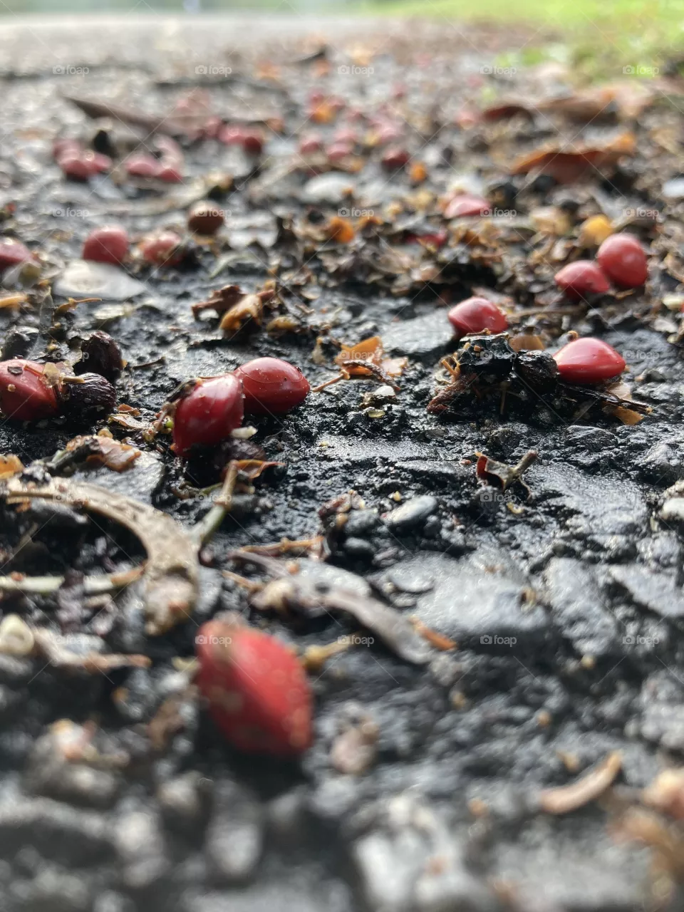 Red on the ground