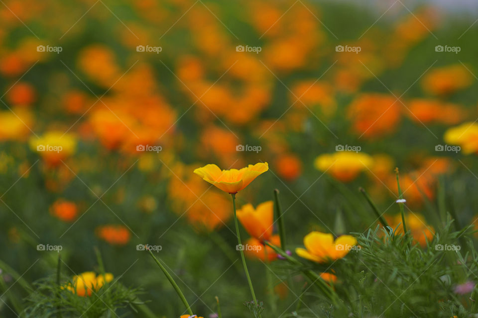 orange field of flowers