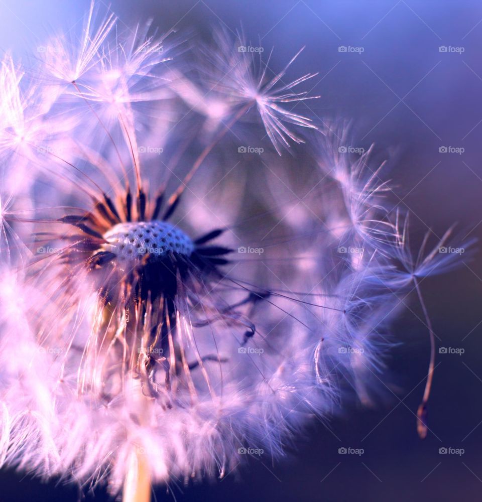 fluffy dandelion scattered by the wind macro photo