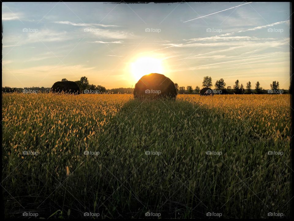 Twilight on a wheat field