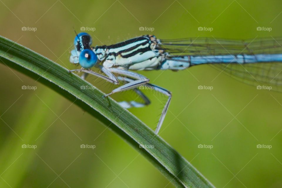 Close-up of damselfly