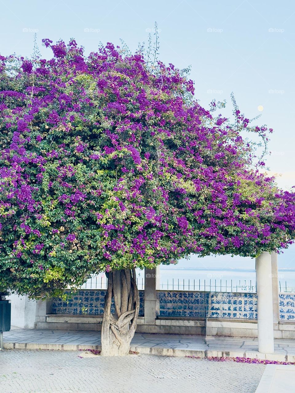 The beauty of blossoming tree 🥰