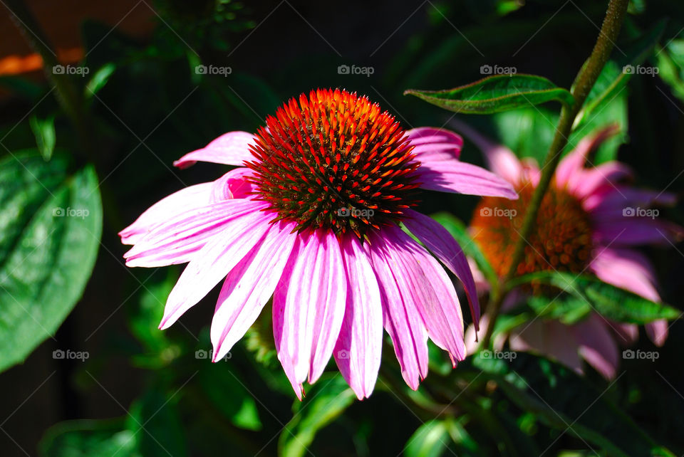 garden flower purple pointy by delvec