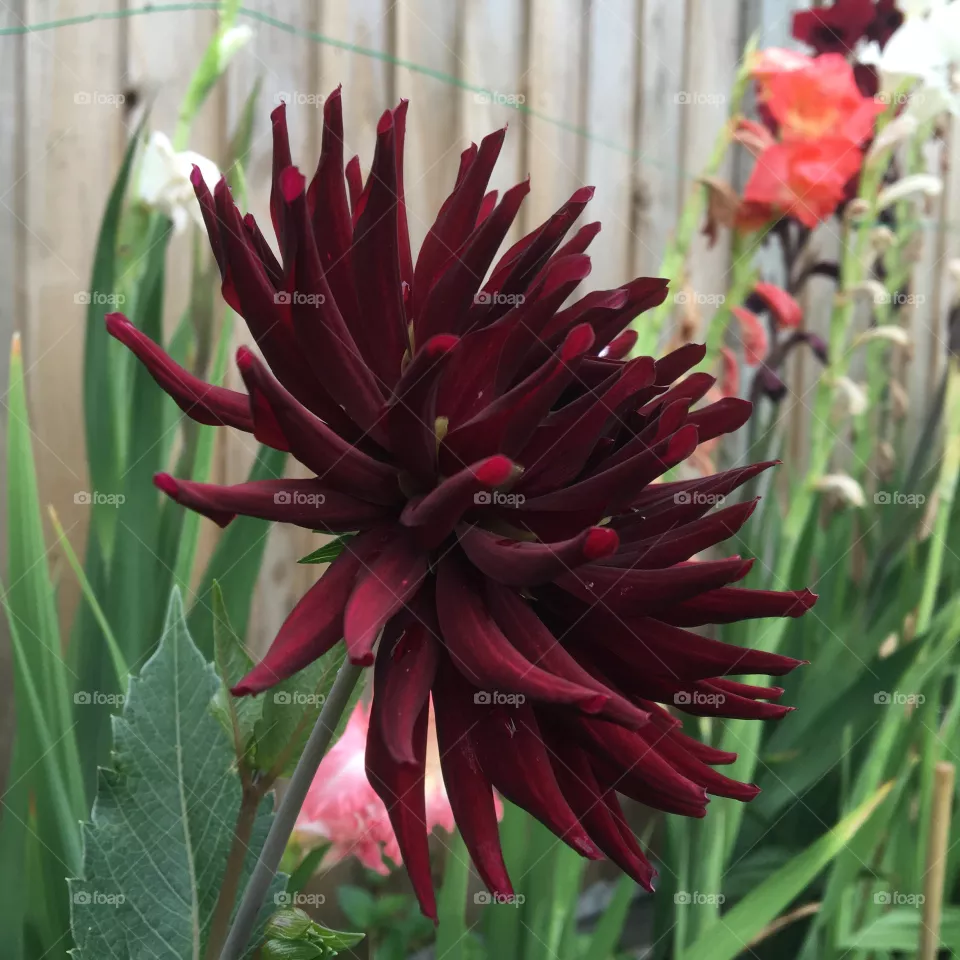 Dahlia 