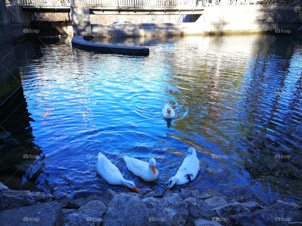 swimming white beautiful four ducks, they are eating biscuits