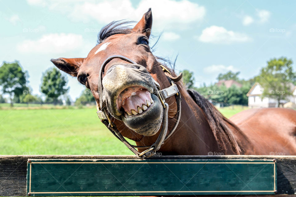 Close-up of a horse smiling outdoors