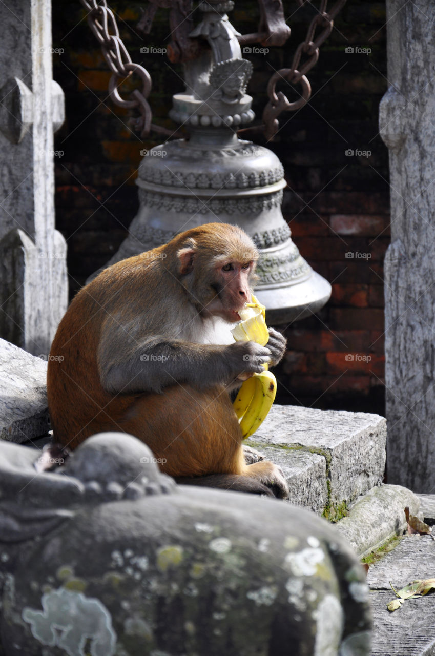 Nepalese monkey eating banana in Kathmandu temple