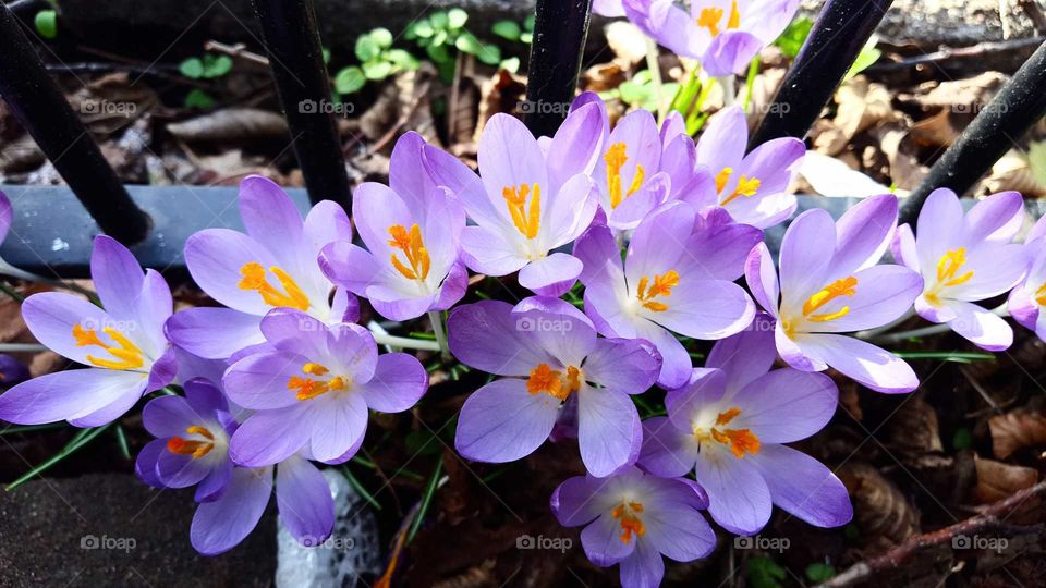 Crocus blooms, North Devon