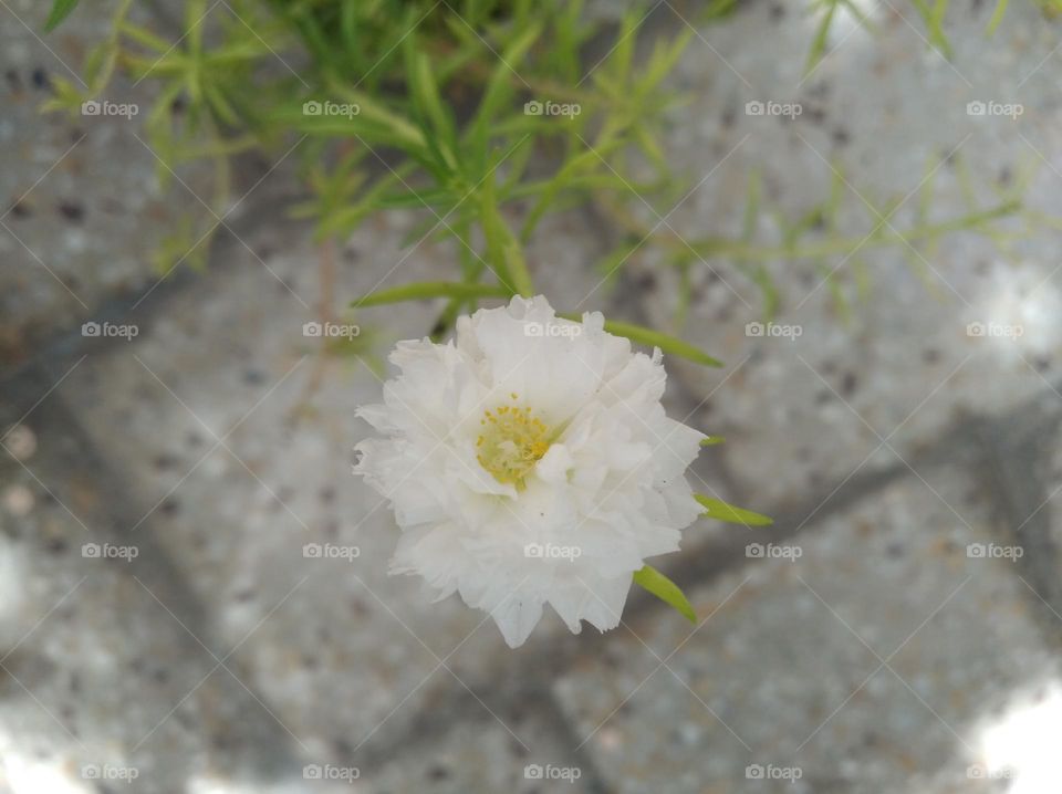 white flower looks very beautiful generally found everywhere seasonal fresh small size shurb