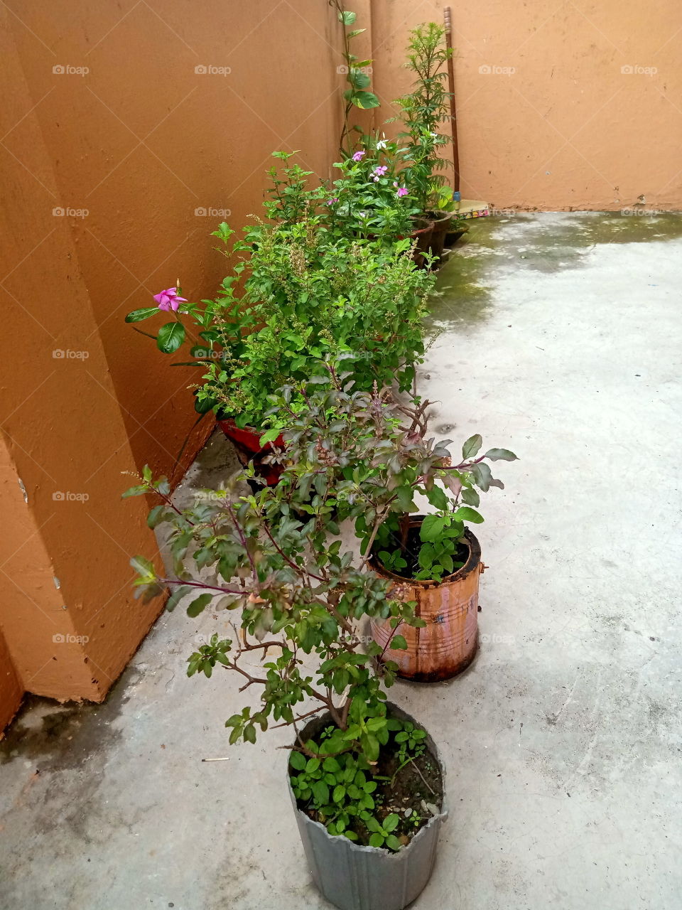 Flower plants in my terrace garden