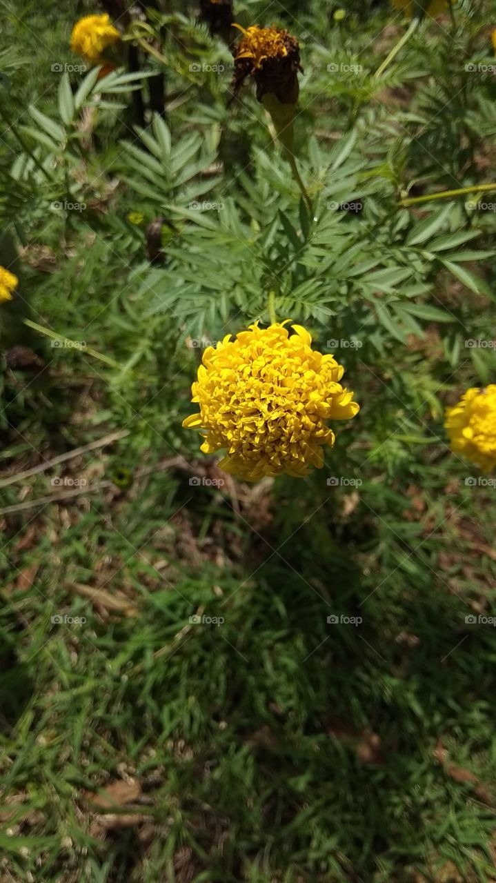 flowers basil