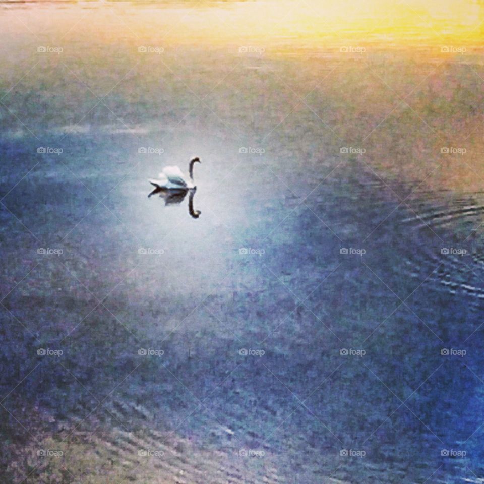 Lake Swan. A swan swimming amongst reflections of sky and sun