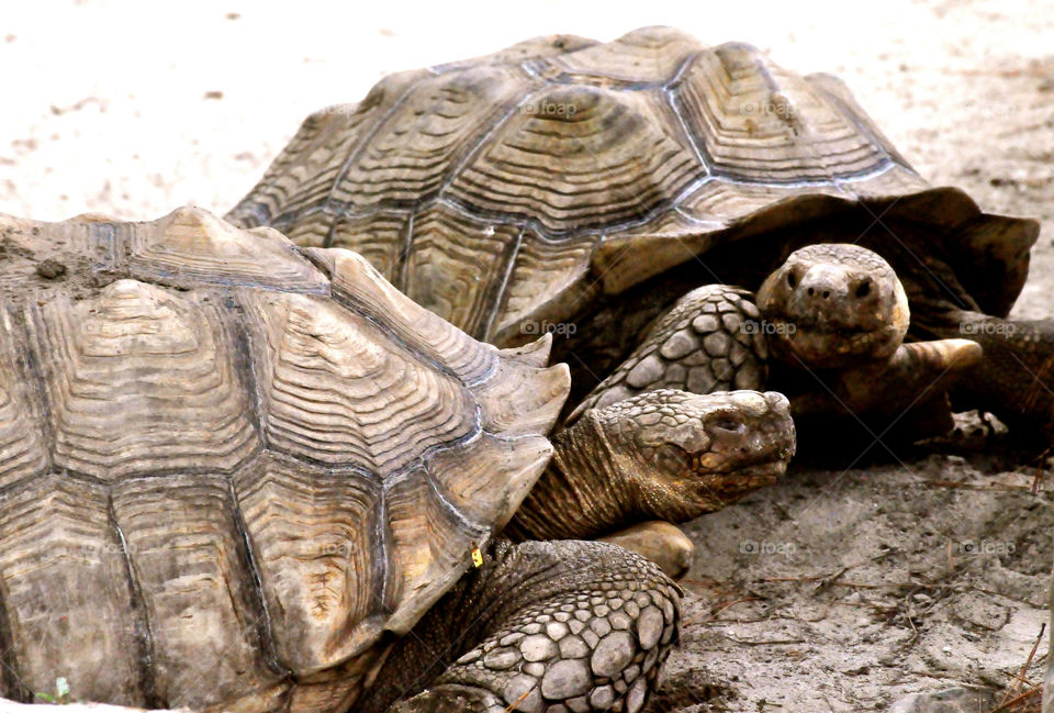 animal reptile turtle tortoise by refocusphoto