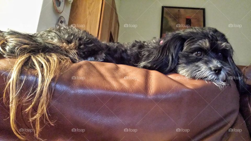 Dog Lazing on Couch 