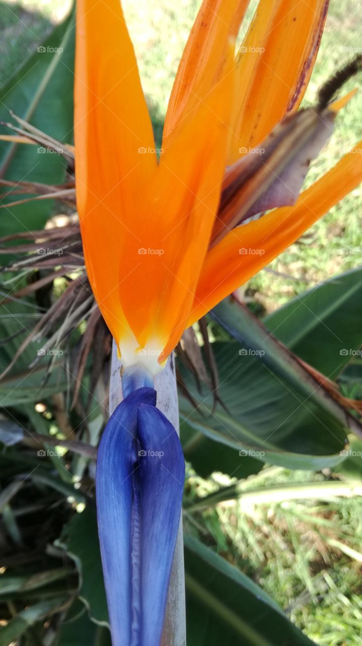 Bird flower