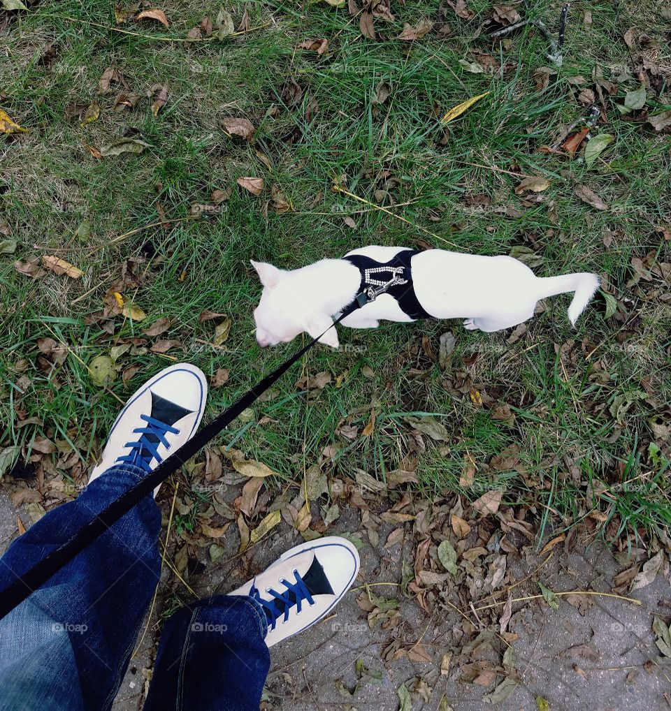 Chickie goes for a walk