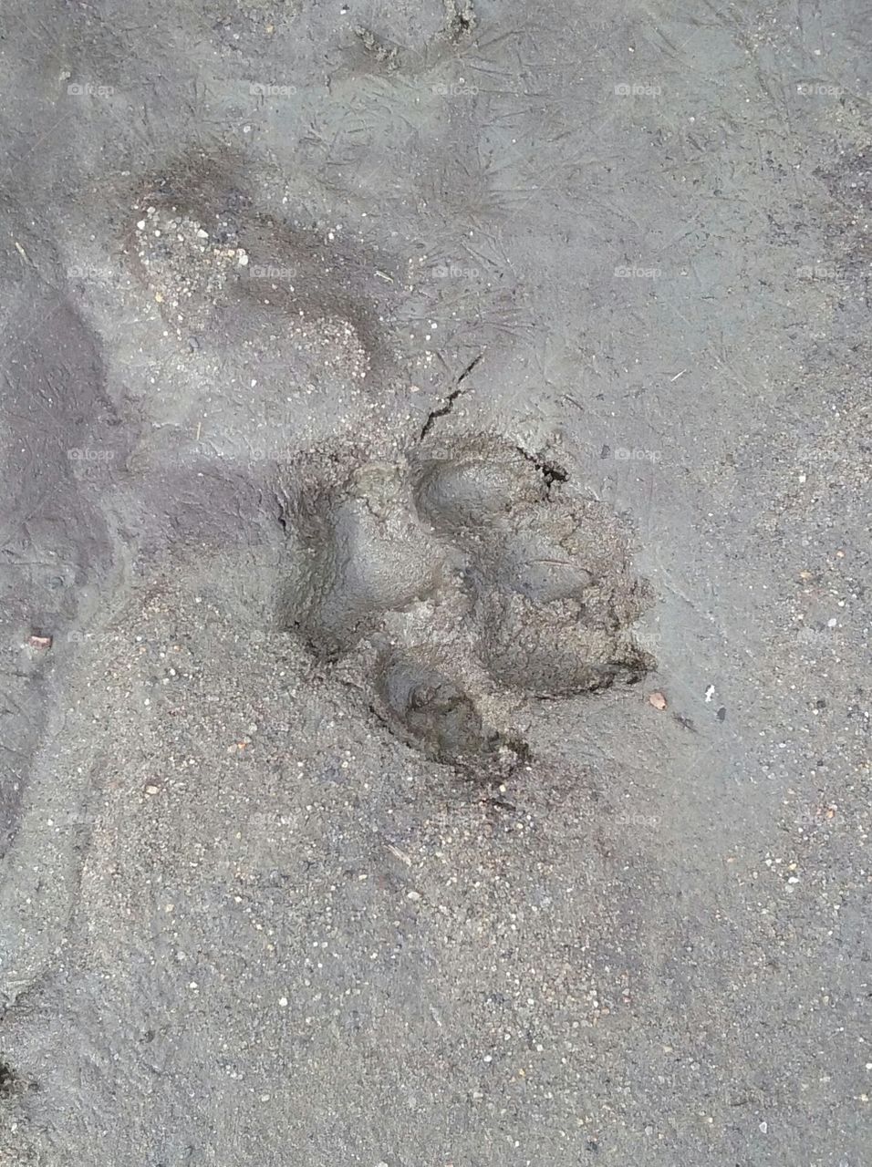 dog print