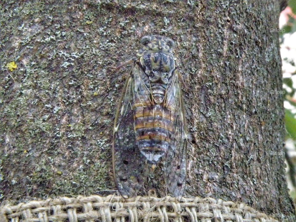 Close-up of cicada on tree trunk