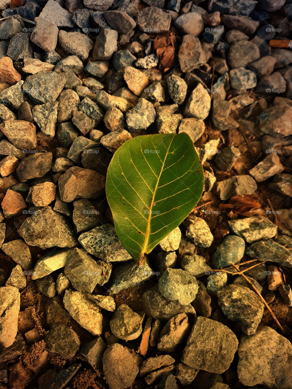 leaf with rocks