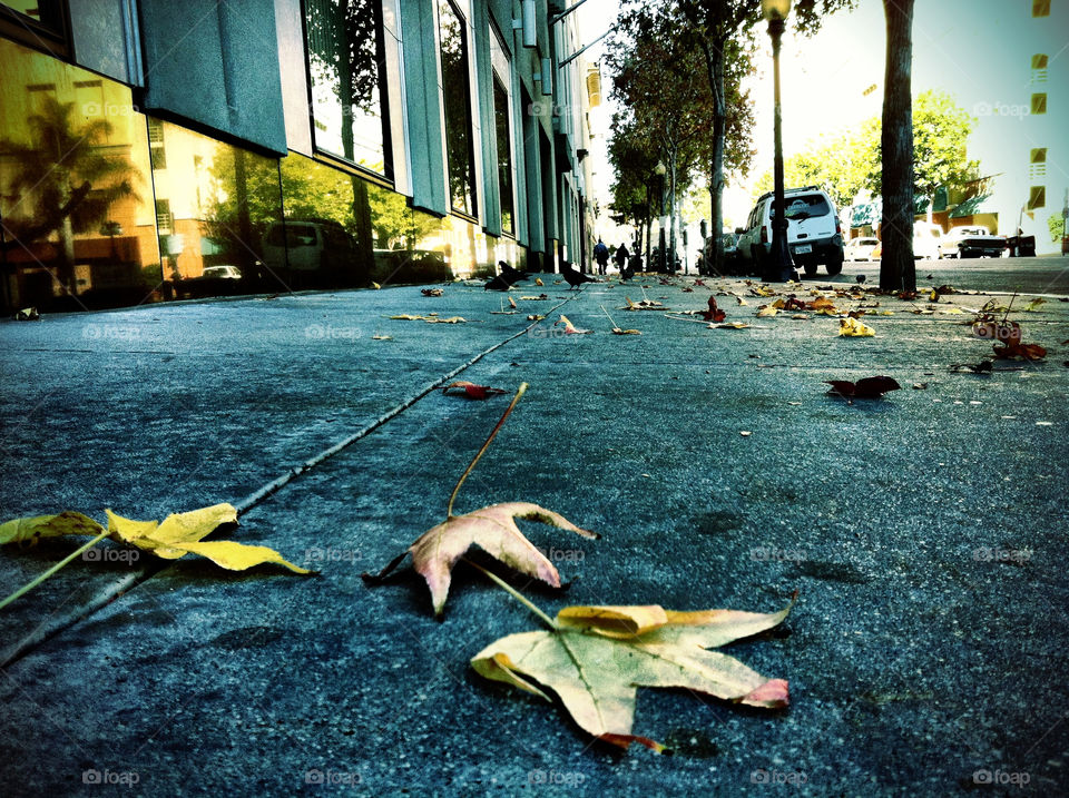 street leaves fall autumn by darrellalonzi