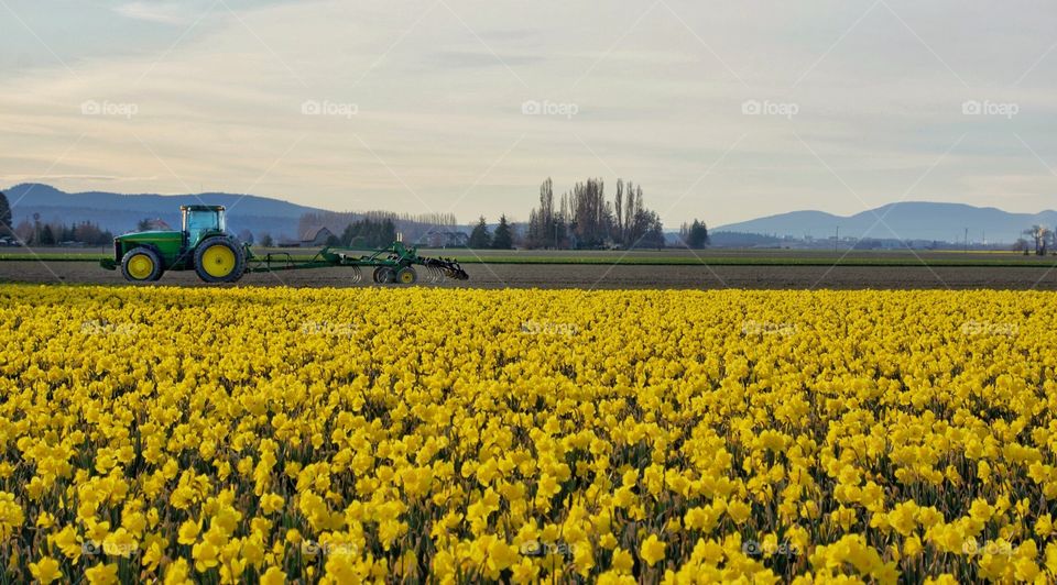 Daffodil field