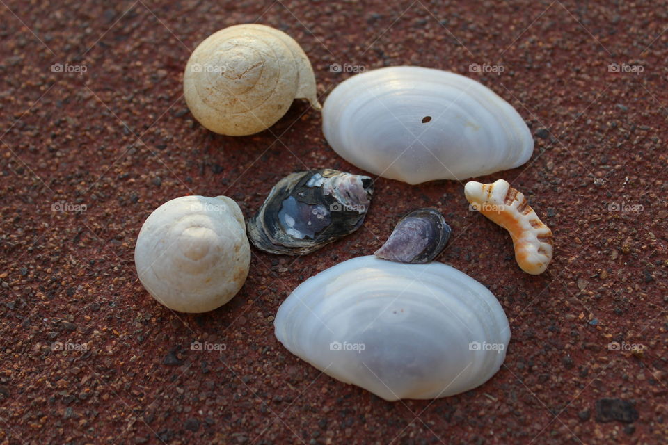 seashells