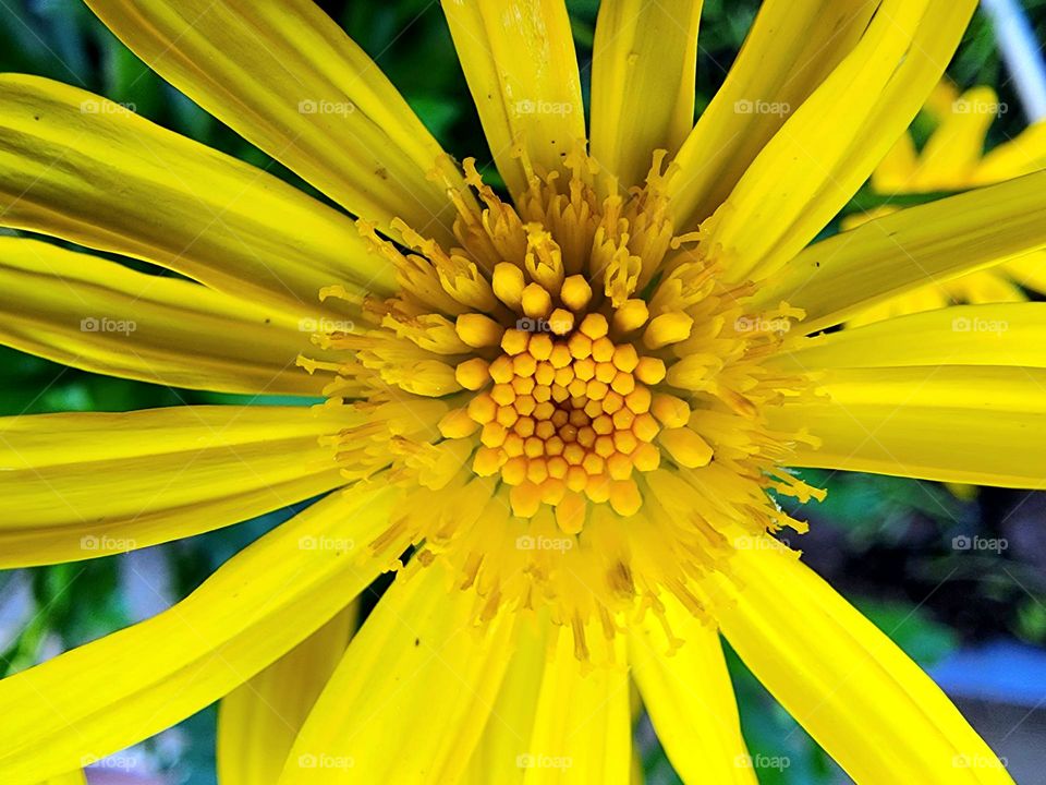 A yellow daisy adds vibrant color to a backyard flower bed and is very intricate in nature
