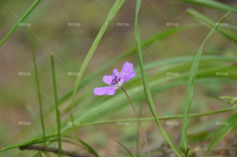 Nature, Flower, Flora, Grass, Garden