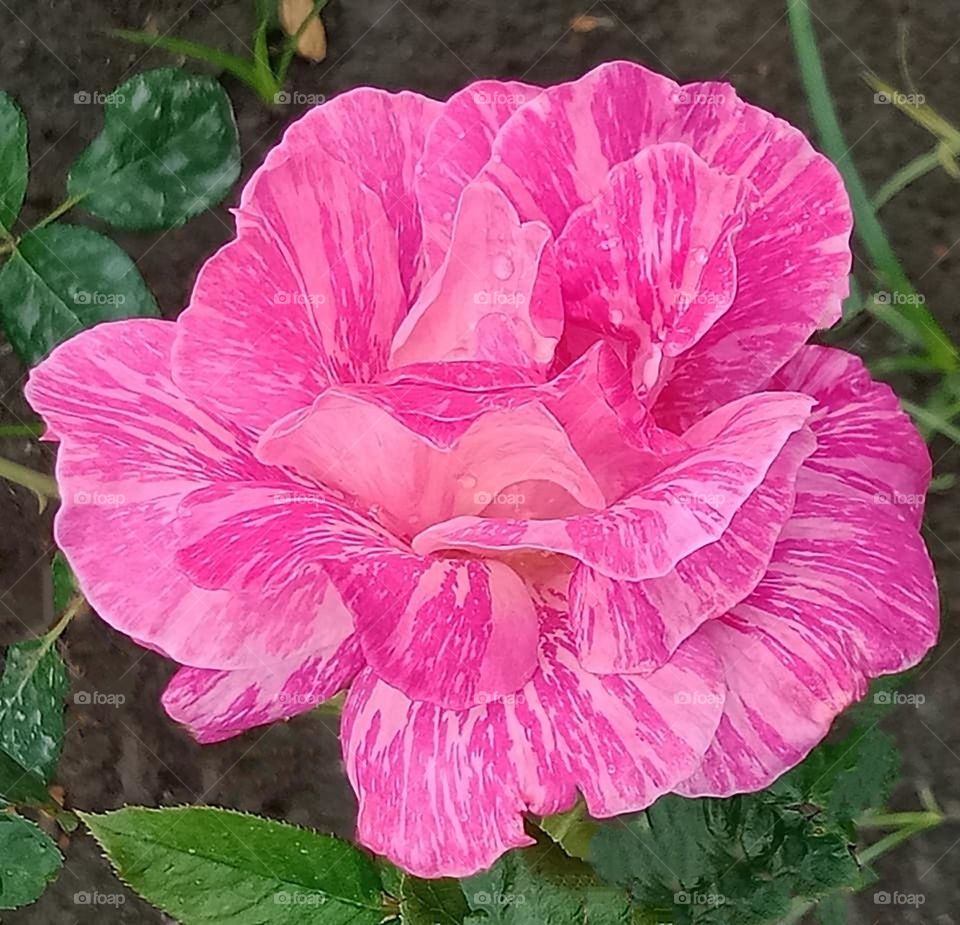 Beautiful and cute flowers