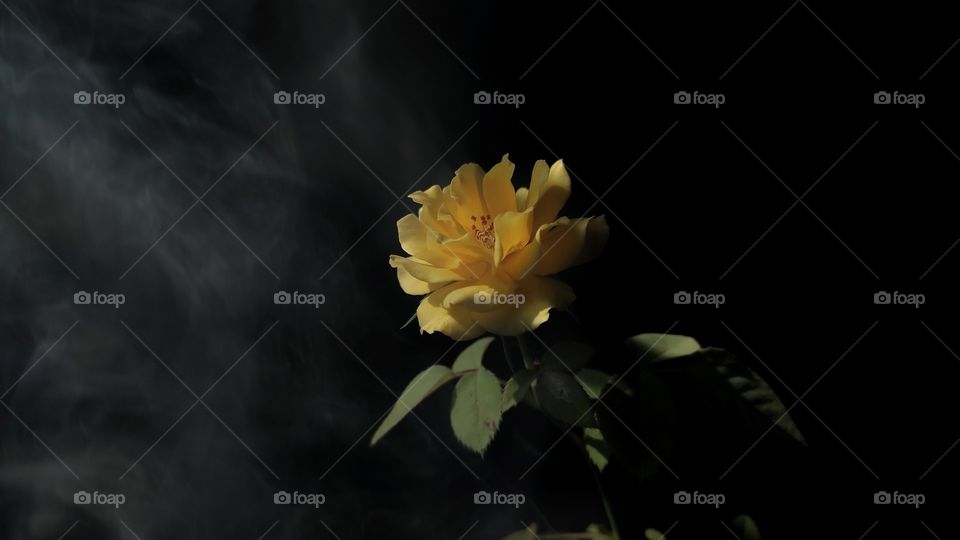 light falling through window on yellow rose with smoke.