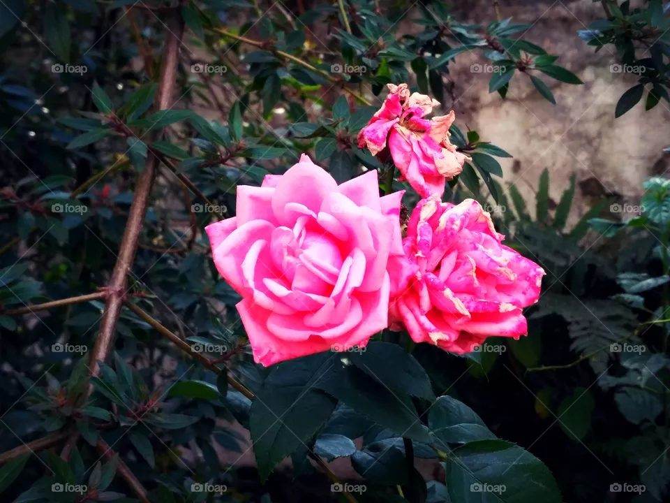 Roses