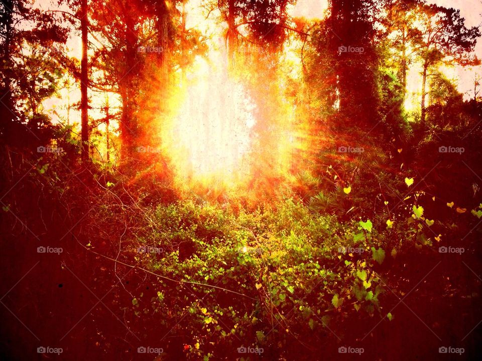 Sunlight through the trees