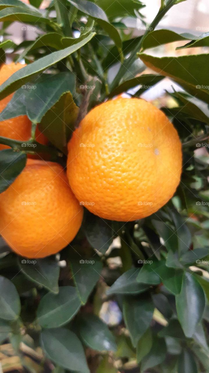 мандаринки