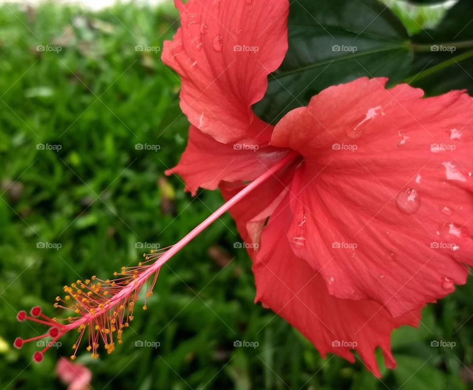 red Hibiscus