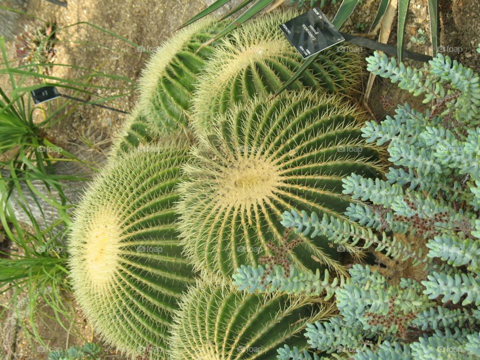 Cactus