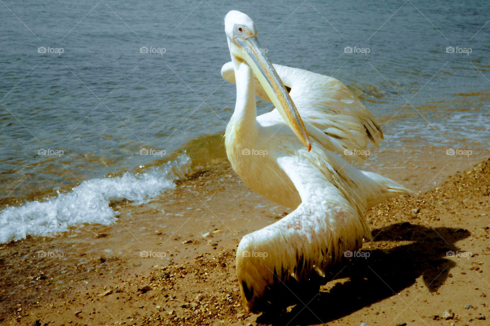 A huge & friendly pet pelican at Eilat, Israel. He went up and down his little strip of beach saying hello to everyone who would stop to say hi. Eilat is a beach resort town at the north tip of the Red Sea. Beautiful! 🇮🇱