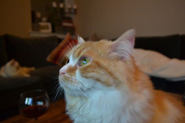Persian eye. Persian kitten